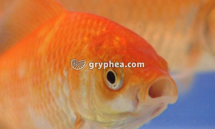 Les mouvements respiratoires des animaux - extrait - gryphea.com